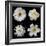 Flower Group 2-Jim Christensen-Framed Photographic Print