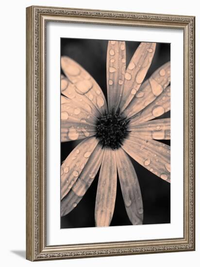 Flower Head Covered with Water Droplets-Coverzoo-Framed Photographic Print