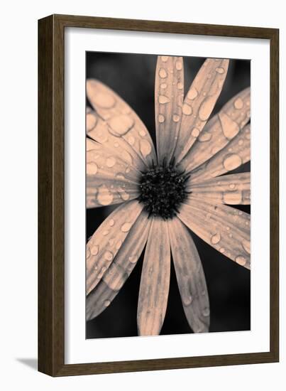 Flower Head Covered with Water Droplets-Coverzoo-Framed Photographic Print