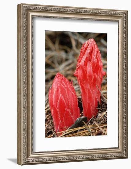 Flower Heads of Snow Plant-Joe McDonald-Framed Photographic Print