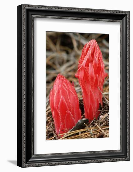 Flower Heads of Snow Plant-Joe McDonald-Framed Photographic Print