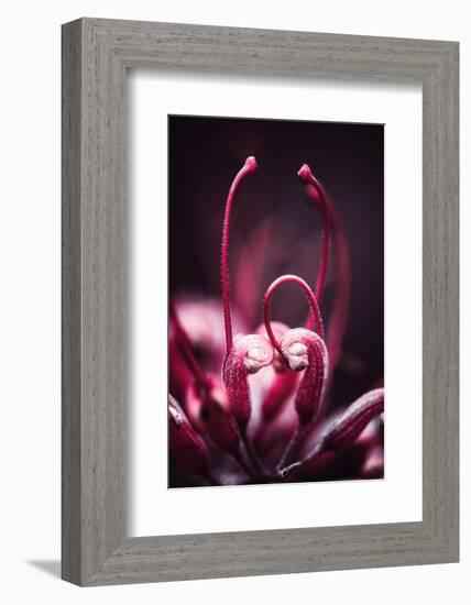 Flower Heart-Philippe Sainte-Laudy-Framed Photographic Print