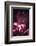 Flower Heart-Philippe Sainte-Laudy-Framed Photographic Print