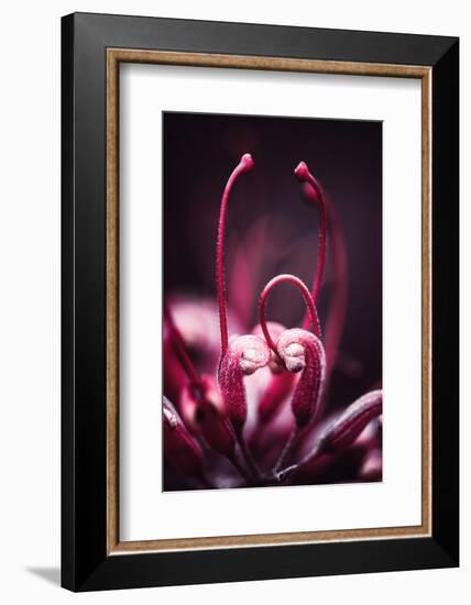 Flower Heart-Philippe Sainte-Laudy-Framed Photographic Print