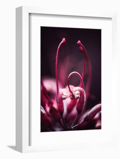 Flower Heart-Philippe Sainte-Laudy-Framed Photographic Print