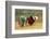 Flower Hmong Ethnic Group Women Working in the Rice Field-Bruno Morandi-Framed Photographic Print