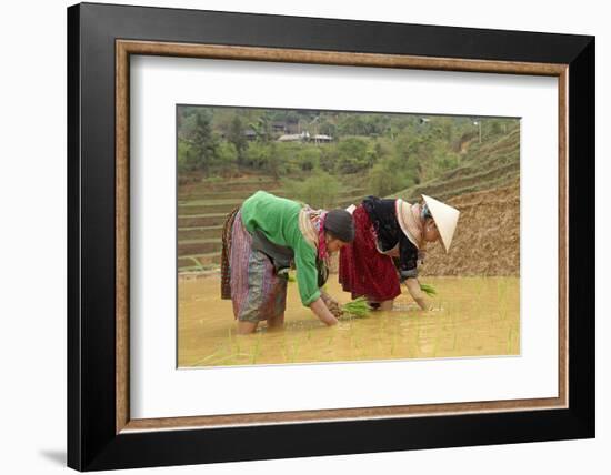 Flower Hmong Ethnic Group Women Working in the Rice Field-Bruno Morandi-Framed Photographic Print