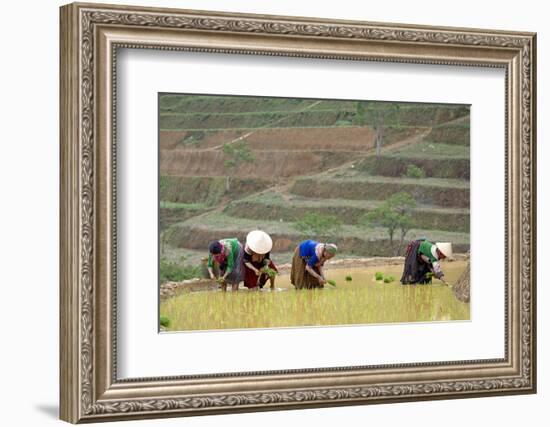 Flower Hmong Women Working in the Rice Field, Bac Ha Area, Vietnam, Indochina, Southeast Asia, Asia-Bruno Morandi-Framed Photographic Print