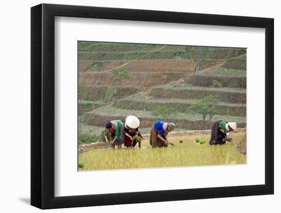 Flower Hmong Women Working in the Rice Field, Bac Ha Area, Vietnam, Indochina, Southeast Asia, Asia-Bruno Morandi-Framed Photographic Print