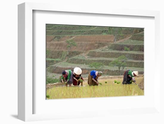 Flower Hmong Women Working in the Rice Field, Bac Ha Area, Vietnam, Indochina, Southeast Asia, Asia-Bruno Morandi-Framed Photographic Print