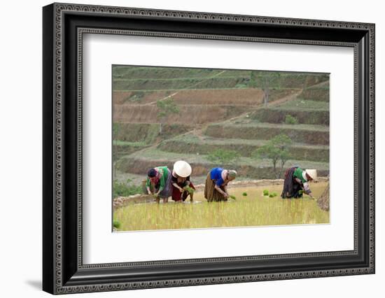 Flower Hmong Women Working in the Rice Field, Bac Ha Area, Vietnam, Indochina, Southeast Asia, Asia-Bruno Morandi-Framed Photographic Print