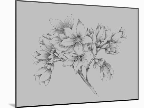 Flower Illustration-Jasmine Woods-Mounted Art Print