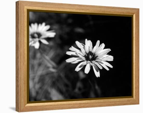 Flower in black and white-AdventureArt-Framed Premier Image Canvas