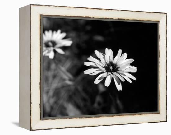 Flower in black and white-AdventureArt-Framed Premier Image Canvas