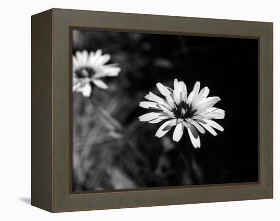 Flower in black and white-AdventureArt-Framed Premier Image Canvas