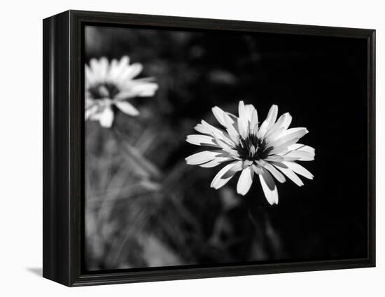 Flower in black and white-AdventureArt-Framed Premier Image Canvas