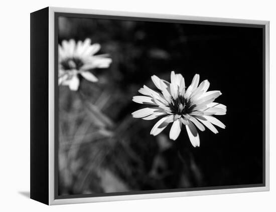 Flower in black and white-AdventureArt-Framed Premier Image Canvas