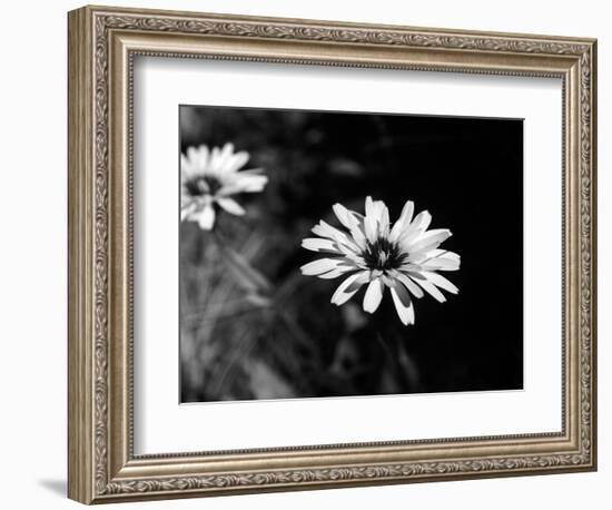 Flower in black and white-AdventureArt-Framed Photographic Print