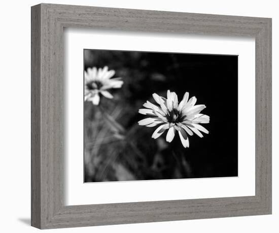 Flower in black and white-AdventureArt-Framed Photographic Print