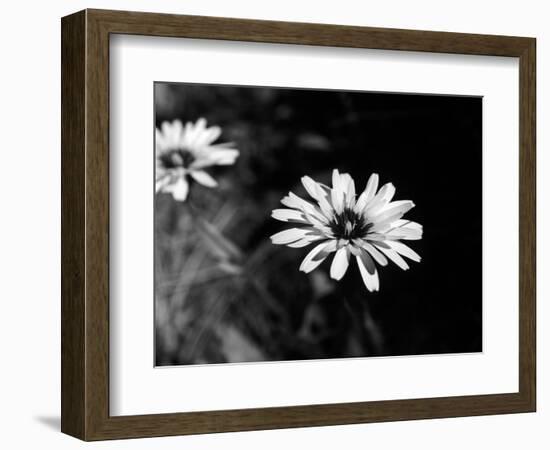Flower in black and white-AdventureArt-Framed Photographic Print