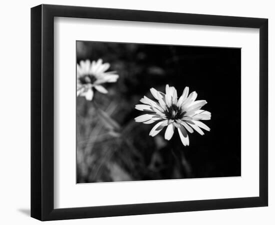 Flower in black and white-AdventureArt-Framed Photographic Print