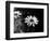 Flower in black and white-AdventureArt-Framed Photographic Print