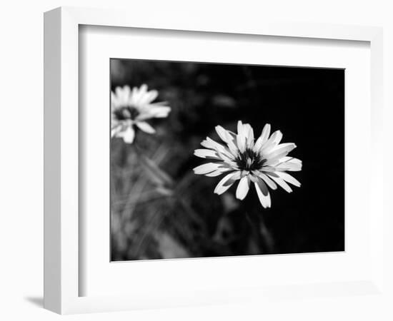 Flower in black and white-AdventureArt-Framed Photographic Print