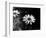 Flower in black and white-AdventureArt-Framed Photographic Print