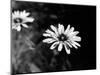 Flower in black and white-AdventureArt-Mounted Photographic Print