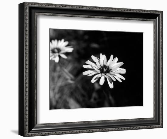 Flower in black and white-AdventureArt-Framed Photographic Print