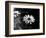 Flower in black and white-AdventureArt-Framed Photographic Print