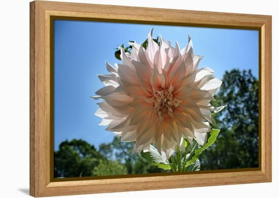 Flower in Full Bloom-null-Framed Stretched Canvas