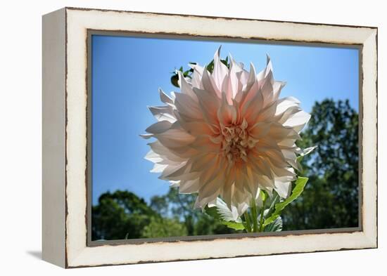 Flower in Full Bloom-null-Framed Stretched Canvas