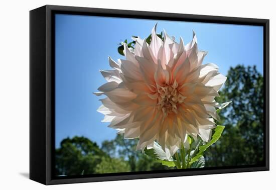 Flower in Full Bloom-null-Framed Stretched Canvas