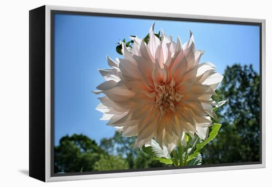 Flower in Full Bloom-null-Framed Stretched Canvas