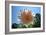 Flower in Full Bloom-null-Framed Photo