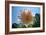 Flower in Full Bloom-null-Framed Photo