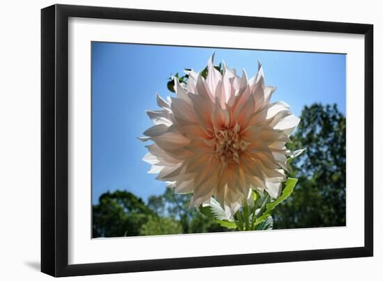 Flower in Full Bloom-null-Framed Photo