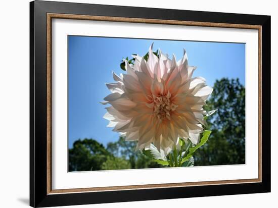 Flower in Full Bloom-null-Framed Photo