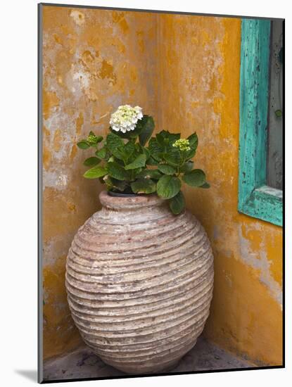 Flower in Pot, Crete, Greece-Adam Jones-Mounted Photographic Print