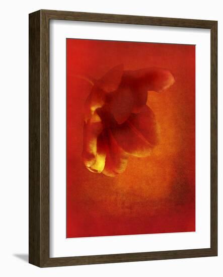 Flower in Red-Johan Lilja-Framed Giclee Print