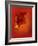 Flower in Red-Johan Lilja-Framed Giclee Print