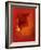 Flower in Red-Johan Lilja-Framed Giclee Print