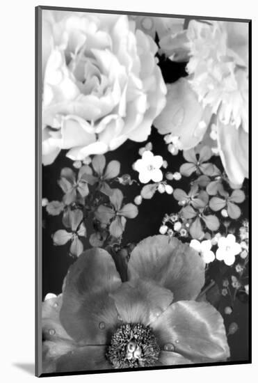 Flower in the Water, B/W, Close-Up-Alaya Gadeh-Mounted Photographic Print