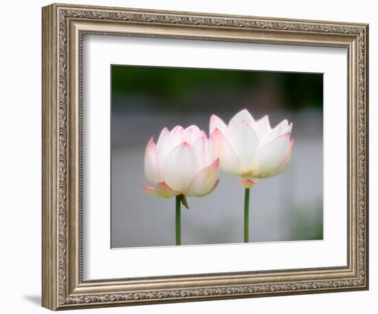 Flower, Kyoto, Japan-Shin Terada-Framed Photographic Print