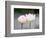 Flower, Kyoto, Japan-Shin Terada-Framed Photographic Print