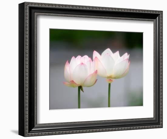 Flower, Kyoto, Japan-Shin Terada-Framed Photographic Print