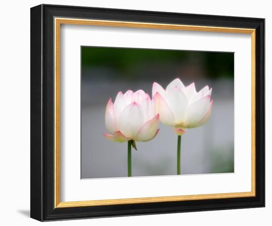 Flower, Kyoto, Japan-Shin Terada-Framed Photographic Print