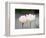 Flower, Kyoto, Japan-Shin Terada-Framed Photographic Print