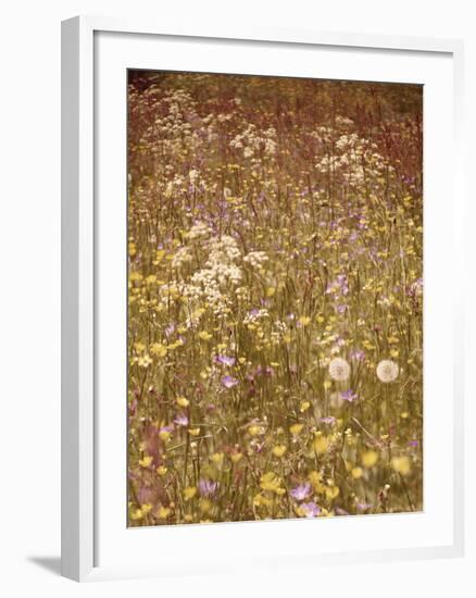 Flower Meadow, Early Summer, Medium Close-Up-Thonig-Framed Photographic Print